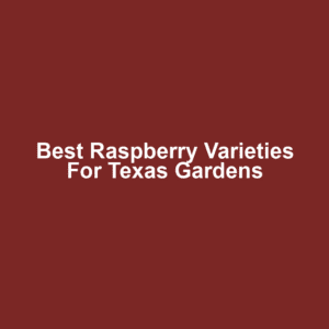 Best Raspberry Varieties for Texas Gardens