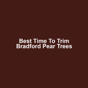 Best Time to Trim Bradford Pear Trees