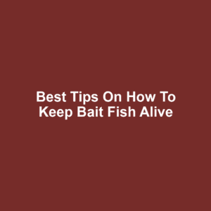 Best Tips on How to Keep Bait Fish Alive