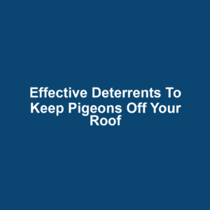 Effective Deterrents to Keep Pigeons Off Your Roof