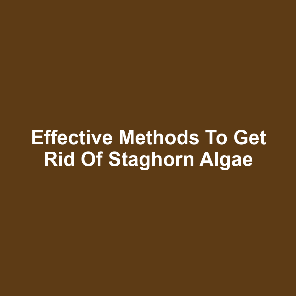 Effective Methods to Get Rid of Staghorn Algae