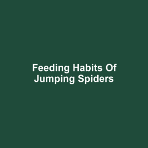 Feeding Habits of Jumping Spiders