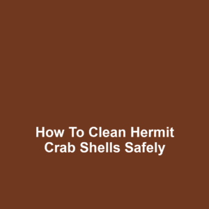 How to Clean Hermit Crab Shells Safely