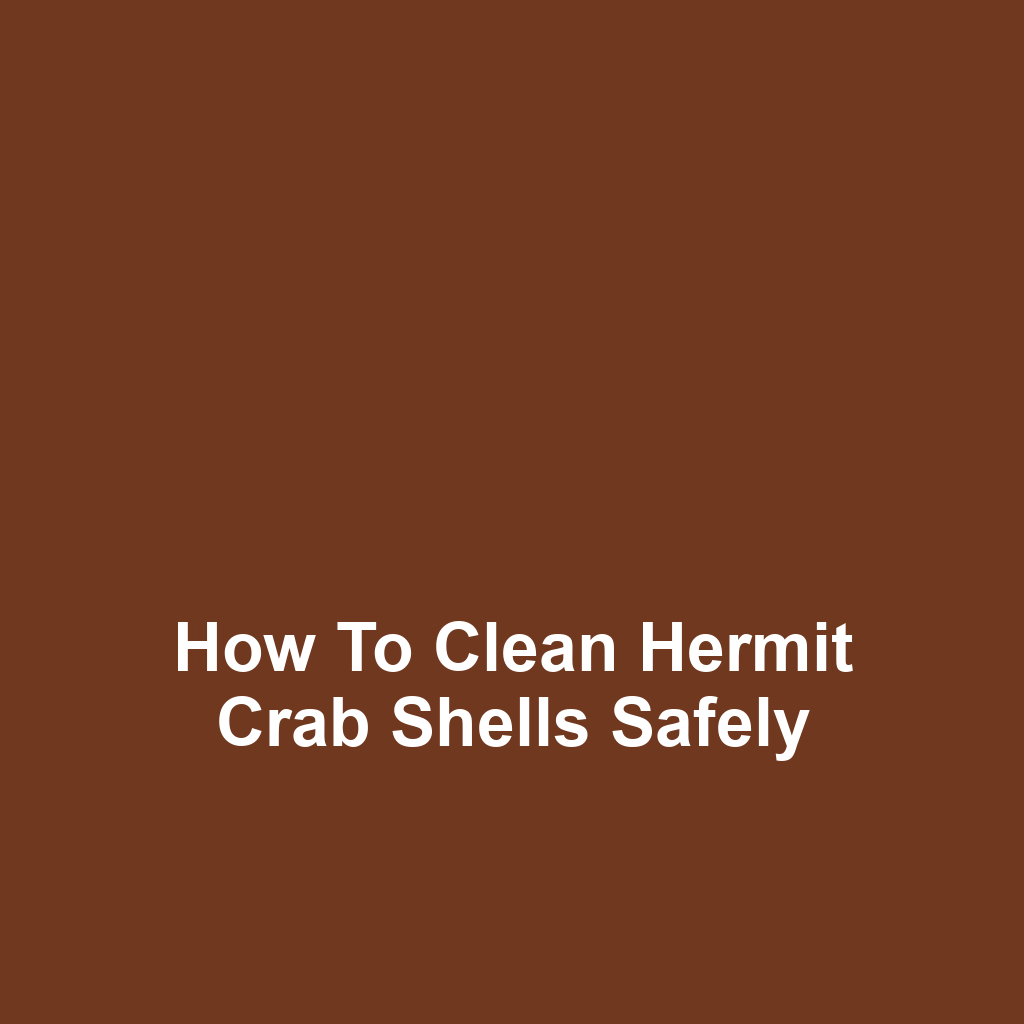 How to Clean Hermit Crab Shells Safely