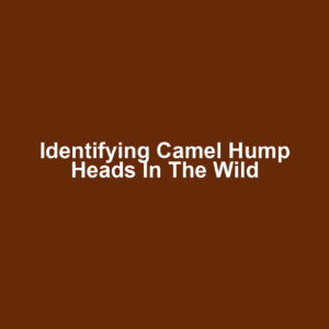 Identifying Camel Hump Heads in the Wild