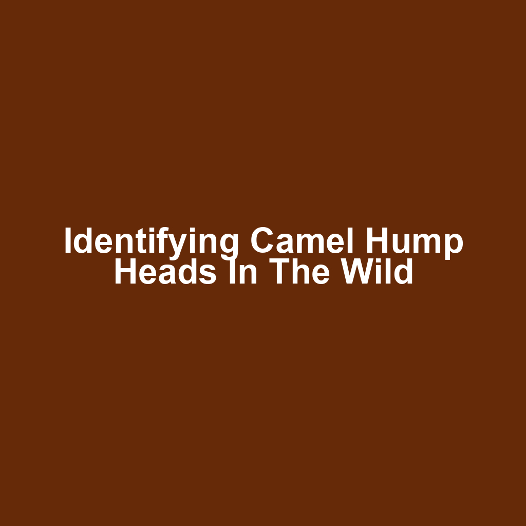 Identifying Camel Hump Heads in the Wild