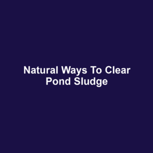 Natural Ways to Clear Pond Sludge