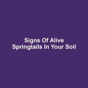 Signs of Alive Springtails in Your Soil
