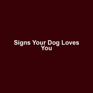 Signs Your Dog Loves You