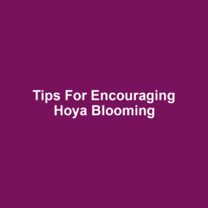 Tips for Encouraging Hoya Blooming