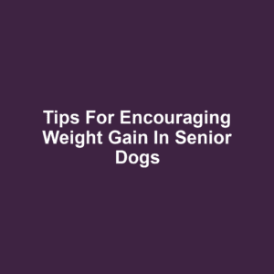 Tips for Encouraging Weight Gain in Senior Dogs