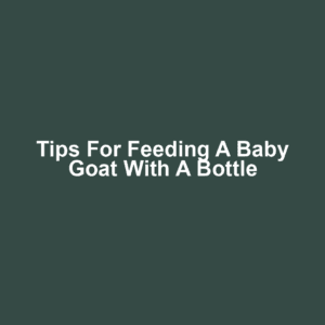 Tips for feeding a baby goat with a bottle