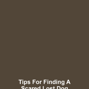 Tips for Finding a Scared Lost Dog