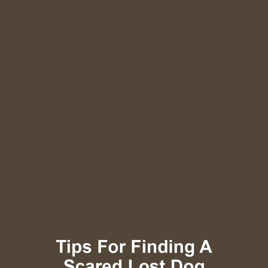 Tips for Finding a Scared Lost Dog