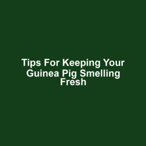 Tips for Keeping Your Guinea Pig Smelling Fresh
