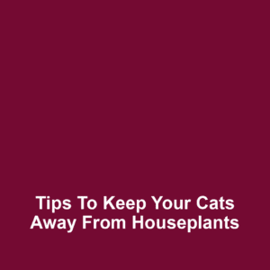 Tips to keep your cats away from houseplants