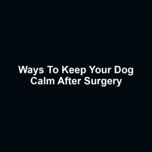 Ways to Keep Your Dog Calm After Surgery