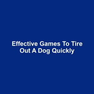 Effective Games to Tire Out a Dog Quickly