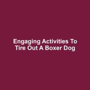 Engaging Activities to Tire Out a Boxer Dog