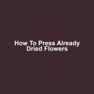 How to Press Already Dried Flowers