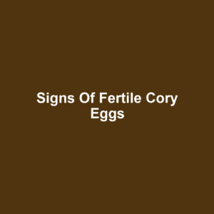 Signs of Fertile Cory Eggs