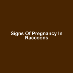 Signs of Pregnancy in Raccoons