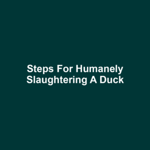 Steps for Humanely Slaughtering a Duck