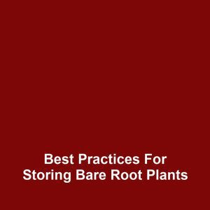 Best Practices for Storing Bare Root Plants