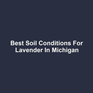 Best Soil Conditions for Lavender in Michigan