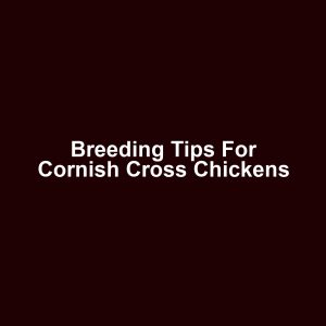 Breeding Tips for Cornish Cross Chickens
