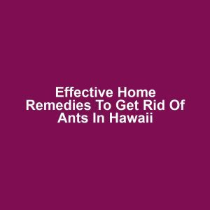 Effective Home Remedies to Get Rid of Ants in Hawaii