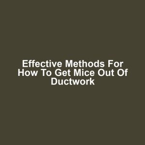 Effective Methods for How to Get Mice Out of Ductwork