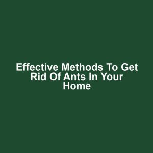 Effective Methods to Get Rid of Ants in Your Home