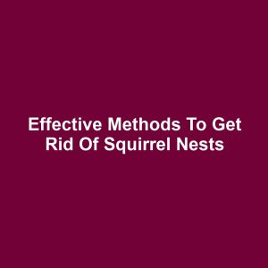 Effective Methods to Get Rid of Squirrel Nests