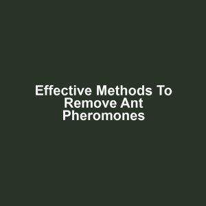 Effective Methods to Remove Ant Pheromones