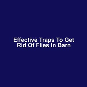 Effective Traps to Get Rid of Flies in Barn