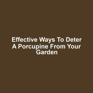Effective ways to deter a porcupine from your garden