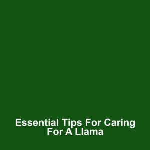 Essential Tips for Caring for a Llama