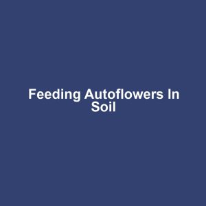 Feeding Autoflowers in Soil