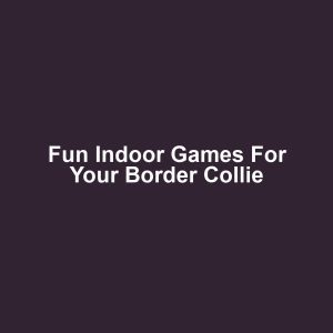 Fun Indoor Games for Your Border Collie