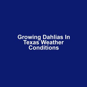 Growing Dahlias in Texas Weather Conditions