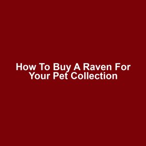 How to Buy a Raven for Your Pet Collection