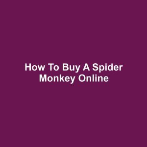 How to Buy a Spider Monkey Online