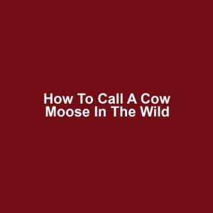 How to Call a Cow Moose in the Wild