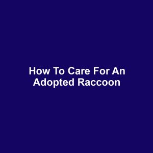How to Care for an Adopted Raccoon