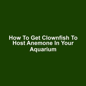 How to Get Clownfish to Host Anemone in Your Aquarium
