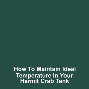 How to Maintain Ideal Temperature in Your Hermit Crab Tank