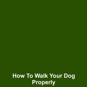 How to Walk Your Dog Properly
