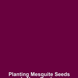 Planting Mesquite Seeds in Your Garden
