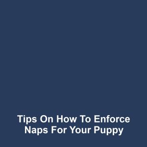 Tips on How to Enforce Naps for Your Puppy
